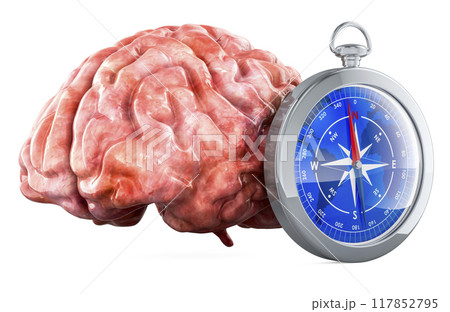 Human brain with compass, 3D rendering 117852795