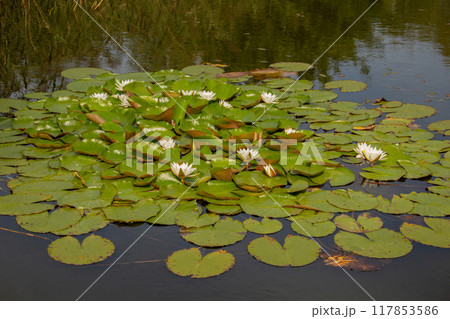 Nymphaea alba also known as the European white water lily 117853586