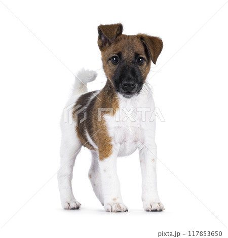 Smooth fox terrier dog puppy on white background Smooth fox terrier dog puppy on white background 117853650