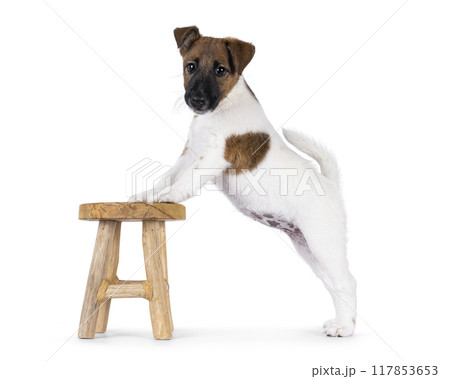 Smooth fox terrier dog puppy on white background Smooth fox terrier dog puppy on white background 117853653