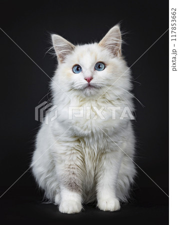 Ragdoll isolated on black Ragdoll isolated on black 117853662