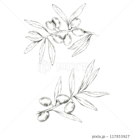 Set of two olive branches with olives and long slender leaves. Isolated pencil drawing clipart for enhancing the branding and labeling of gourmet oils, skincare products, and artisanal soaps Set of two olive branches with olives and long slender leaves. Isolated pencil drawing clipart for enhancing the branding and labeling of gourmet oils, skincare products, and artisanal soaps 117853927