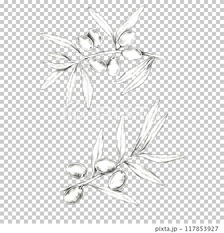 Set of two olive branches with olives and long slender leaves. Isolated pencil drawing clipart for enhancing the branding and labeling of gourmet oils, skincare products, and artisanal soaps Set of two olive branches with olives and long slender leaves. Isolated pencil drawing clipart for enhancing the branding and labeling of gourmet oils, skincare products, and artisanal soaps 117853927