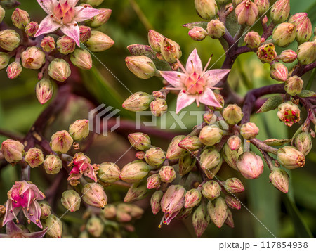 Butterfly stonecrop flowers in blossom Butterfly stonecrop flowers in blossom 117854938