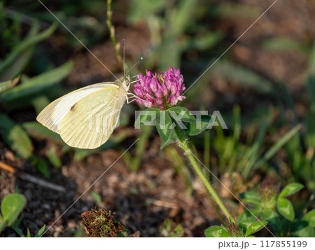 オオモンシロチョウ オオモンシロチョウ 117855199