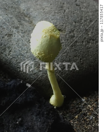 石の間から出てきた黄色いきのこ 石の間から出てきた黄色いきのこ 117855417
