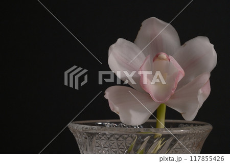 白とピンクのシンビジウムの一輪挿し、Cymbidium、黒背景、ガラスの器 117855426