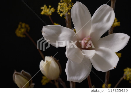 ハクモクレンの開花、Magnolia denudata、慈悲、気高さ、生花 117855429