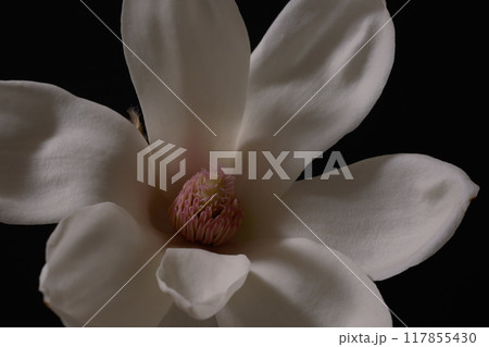 ハクモクレンの開花、Magnolia denudata、拡大、慈悲、気高さ 117855430