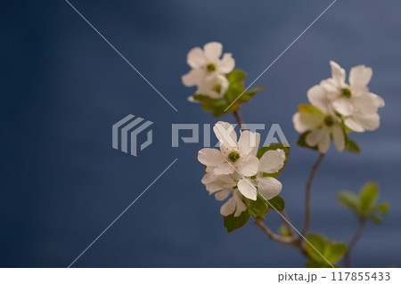 春の花、リキュウバイ、梅、利休梅、青、控えめな美しさ、Exochorda racemosa 117855433