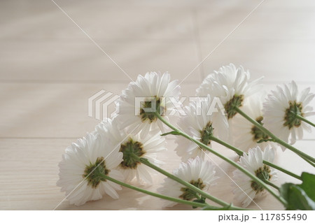 白い菊の花たちを朝日に並べる 白い菊の花たちを朝日に並べる 117855490