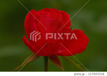Red rose on green blurred natural background. Red rose on green blurred natural background. 117855526