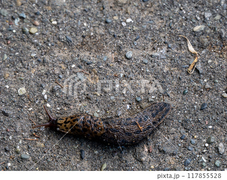 マダラコウラナメクジ マダラコウラナメクジ 117855528
