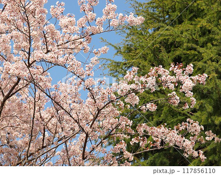 青空バックの桜の生態写真 117856110