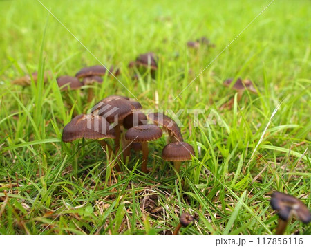オオヒメノカサの生態写真 117856116