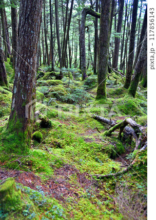 《長野県》八ヶ岳白駒の森 苔に覆われた森 《長野県》八ヶ岳白駒の森 苔に覆われた森 117856143