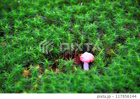 《長野県》八ヶ岳白駒の森 緑の苔の中に生えるキノコ 《長野県》八ヶ岳白駒の森 緑の苔の中に生えるキノコ 117856144
