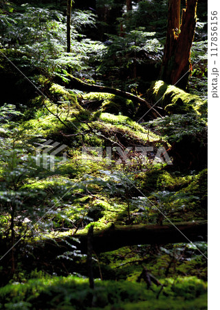 《長野県》八ヶ岳白駒の森 苔の生えた木 《長野県》八ヶ岳白駒の森 苔の生えた木 117856156