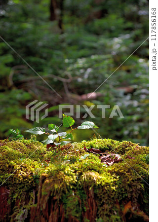 《長野県》八ヶ岳白駒の森 苔に覆われた森 《長野県》八ヶ岳白駒の森 苔に覆われた森 117856168