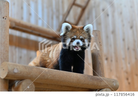 レッサーパンダ レッサーパンダ 117856416