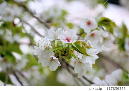 オオシマザクラの花 117856553