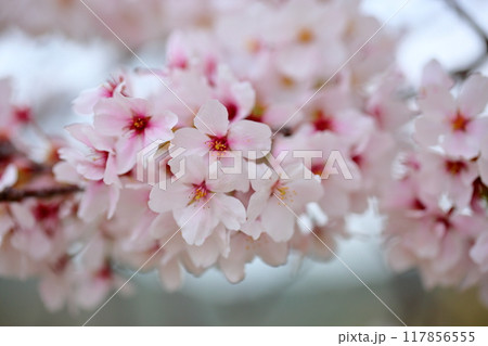 満開　華やか　染井吉野 117856555