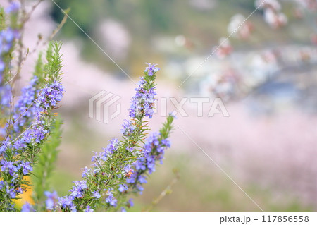 ローズマリーの花　満開 117856558