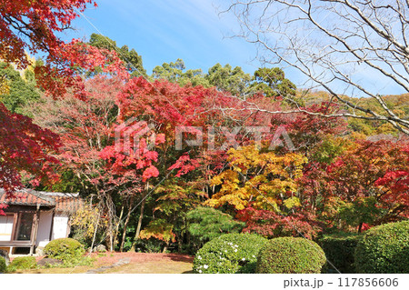 龍野公園紅葉谷 117856606