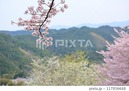 春うらら　桜の花　染井吉野 117856688