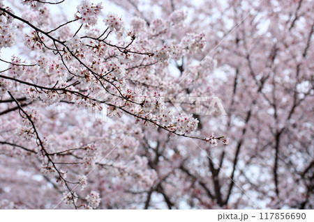 桜の花　華やか　染井吉野 117856690