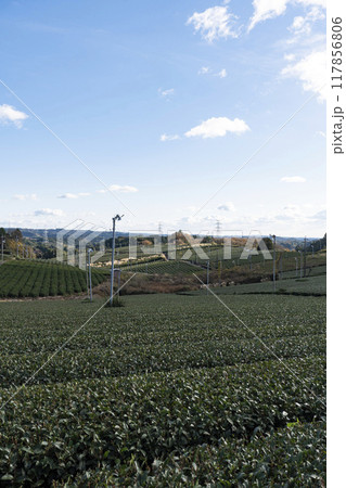 青空の下に広がる静岡県の広大な茶畑 117856806
