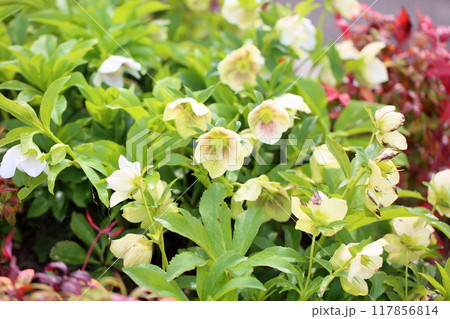 クリスマスローズの花 満開 クリスマスローズの花 満開 117856814