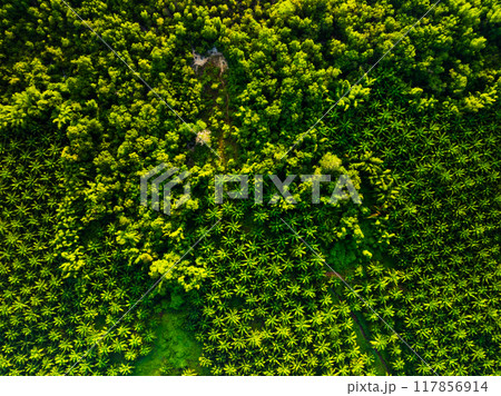 Amazing abundant mangrove forest, Aerial view of forest trees Rainforest ecosystem and healthy environment background, Texture of green trees forest top down, High angle view Amazing abundant mangrove forest, Aerial view of forest trees Rainforest ecosystem and healthy environment background, Texture of green trees forest top down, High angle view 117856914