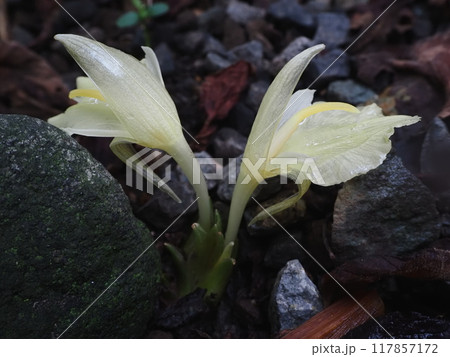 雨に濡れるみょうがの花　1 117857172