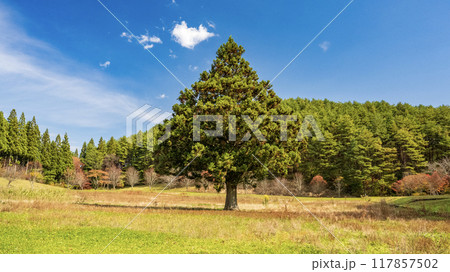 一本杉 一本杉 117857502