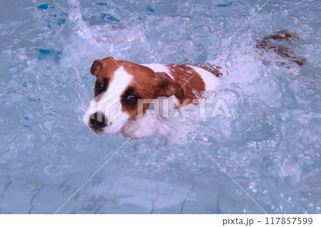 犬かきで泳ぐジャックラッセルテリア 117857599
