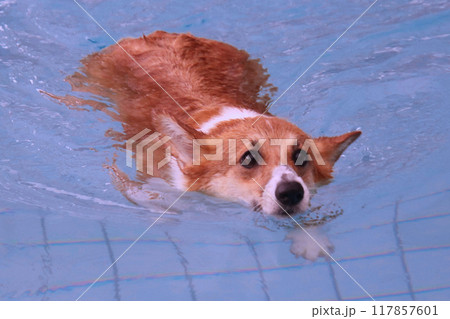 泳ぐコーギー犬 泳ぐコーギー犬 117857601