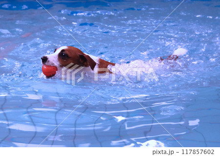 ボールをくわえて泳ぐジャックラッセルテリア犬 117857602
