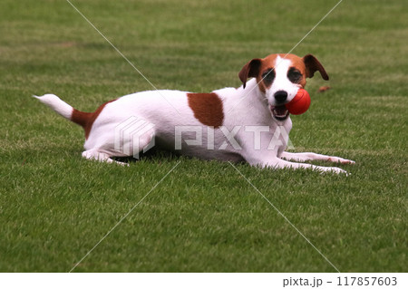 ボールをくわえているジャックラッセルテリア犬 117857603