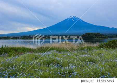【山梨県】ネモフィラ畑と富士山の風景 【山梨県】ネモフィラ畑と富士山の風景 117857853