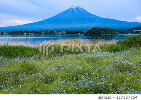 【山梨県】ネモフィラ畑と富士山の風景 117857854