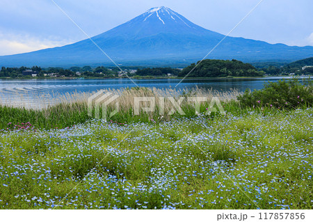 【山梨県】ネモフィラ畑と富士山の風景 117857856