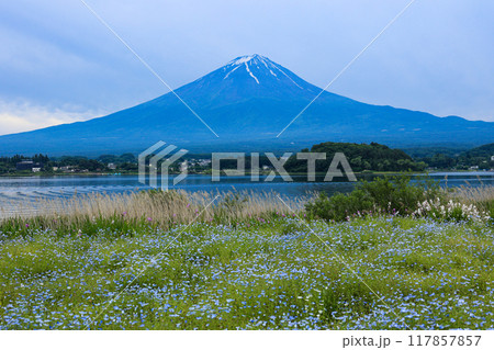 【山梨県】ネモフィラ畑と富士山の風景 【山梨県】ネモフィラ畑と富士山の風景 117857857
