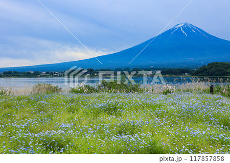 【山梨県】ネモフィラ畑と富士山の風景 117857858