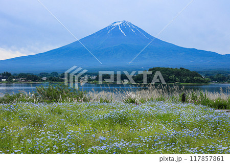 【山梨県】ネモフィラ畑と富士山の風景 117857861