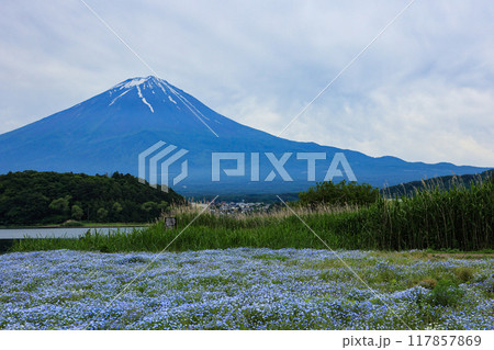 【山梨県】ネモフィラ畑と富士山の風景 117857869