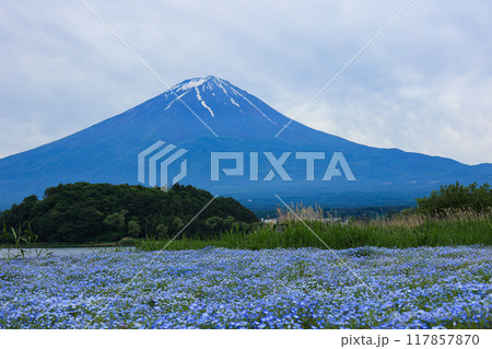 【山梨県】ネモフィラ畑と富士山の風景 117857870