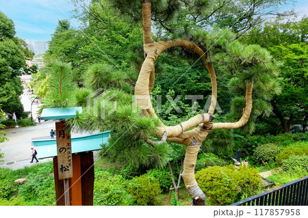 初夏の月の松 117857958