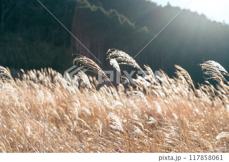 風に揺れるススキの穂 風に揺れるススキの穂 117858061