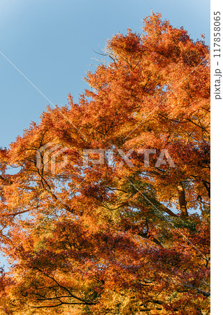 青空に映える紅葉 117858065